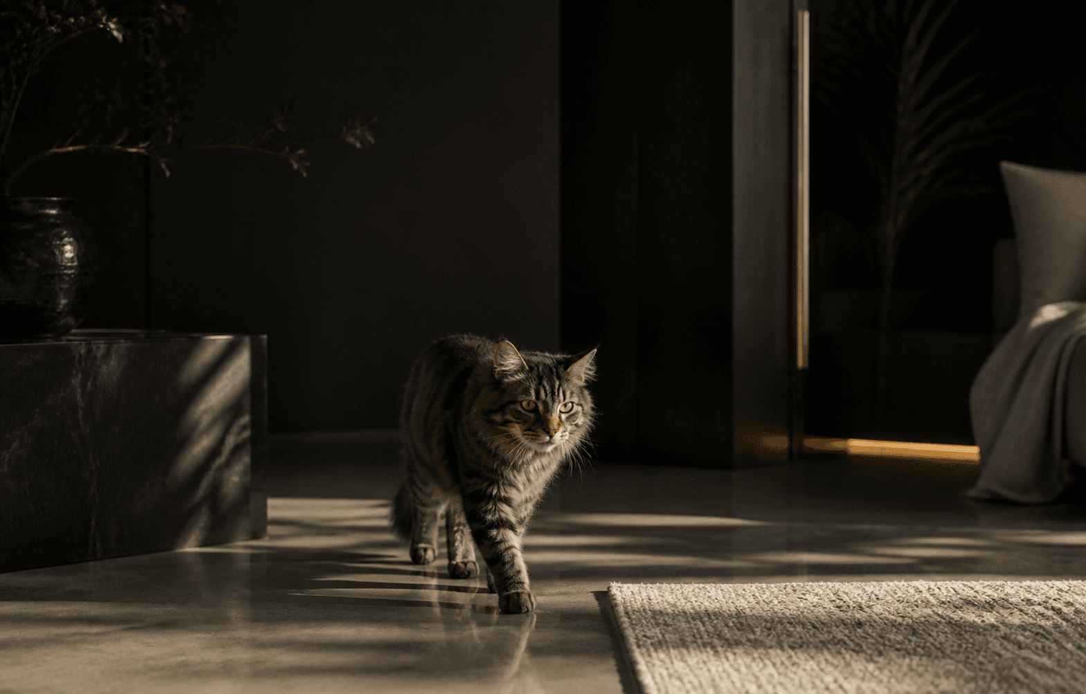 A cat walking through a refined quiet interior